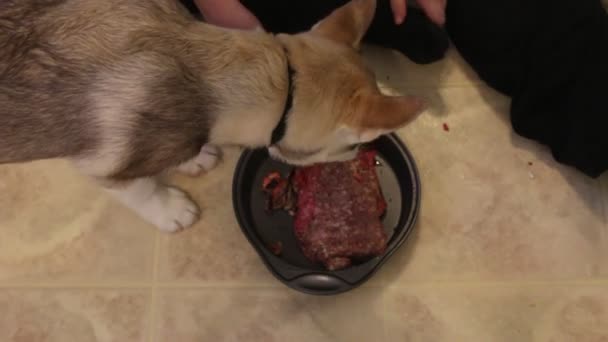 Le chien de race Husky mange un gros morceau de viande fraîche . — Video