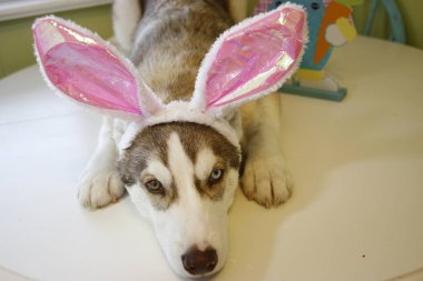 o sadece gibi görünen küçük bir husky köpek tavşan kulakları giyen Paskalya yumurta boyalı.