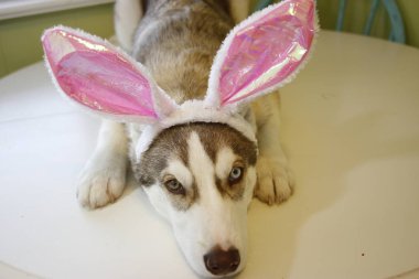 o sadece gibi görünen küçük bir husky köpek tavşan kulakları giyen Paskalya yumurta boyalı.