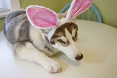o sadece gibi görünen küçük bir husky köpek tavşan kulakları giyen Paskalya yumurta boyalı.
