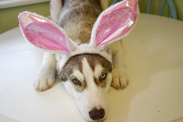 Un cachorrito Husky que parece que acaba de pintar unos huevos de Pascua con orejas de conejo . — Foto de Stock