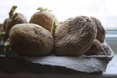 chitting potatoes in front of windowsill to prepare for spring planting clipart