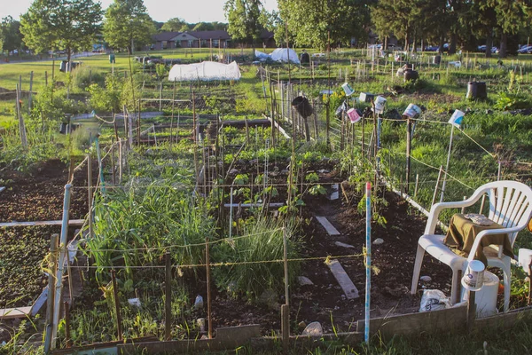 Communautaire toewijzing tuin met groenten — Stockfoto