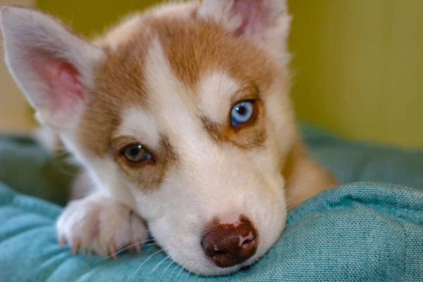 Blauwogige Siberische Husky Puppy hoofd. 8 weken oude vrouwelijke headshot met paarse riem en zandstrand achtergrond. — Stockfoto