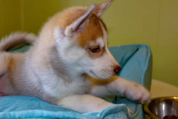 Modré oči sibiřský Husky štěně hlava. 8 týdnů staré ženské headshot s fialovým vodítko a písečná pláž pozadím. — Stock fotografie