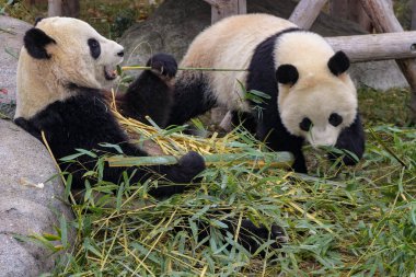 Bambu çiğneme panda hangi besinleri birincil parçası