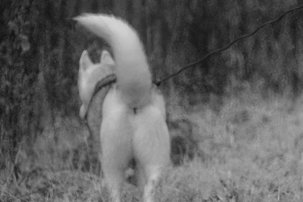 Estúdio siberiano husky atirar. isolado em cinza. foto preto e branco . — Fotografia de Stock