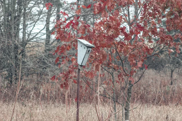 Fledermauskästen an Baum in kanadischem Naturschutzgebiet gesichert — Stockfoto