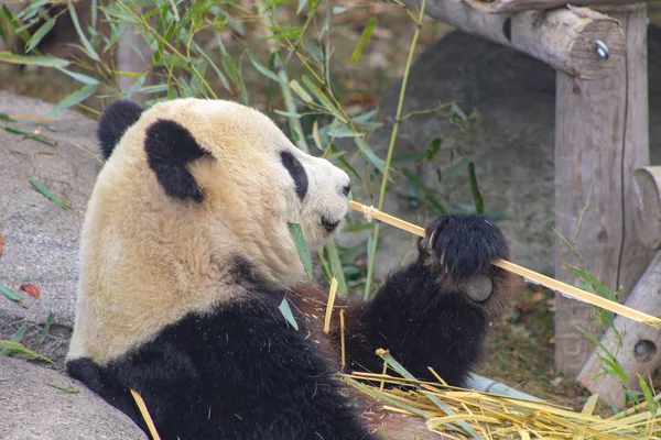 大熊猫艾洛多达黑色素瘤。野生动物. — 图库照片