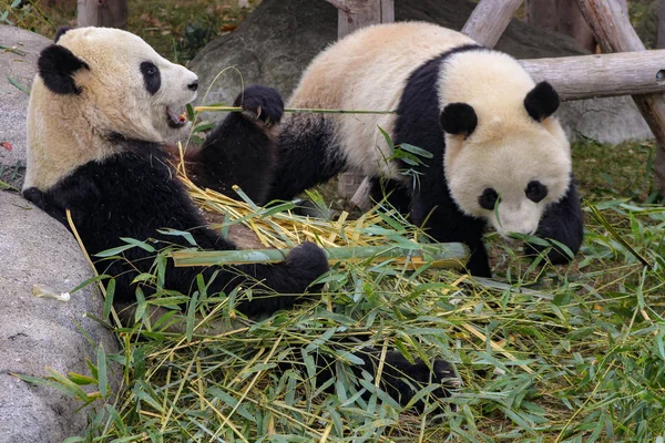 熊猫咀嚼竹子是他们饮食的主要部分 — 图库照片