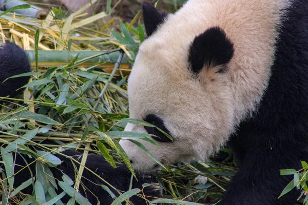 熊猫咀嚼竹子是他们饮食的主要部分 — 图库照片