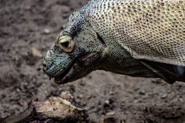 Portret Komodo smok z usta otworzyć jedzenie zdobycz — Zdjęcie stockowe