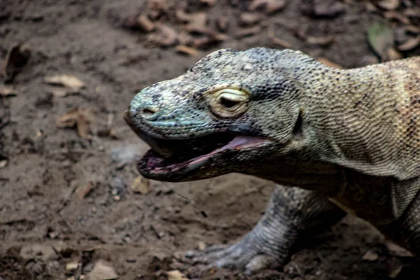 Portret Komodo smok z usta otworzyć jedzenie zdobycz — Zdjęcie stockowe