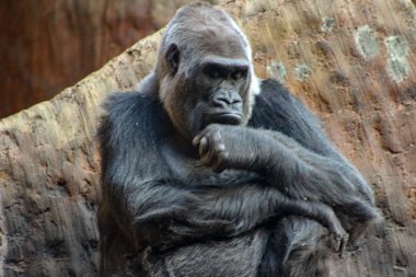 Sakin ve huzur Batı ova goriller yüzünde