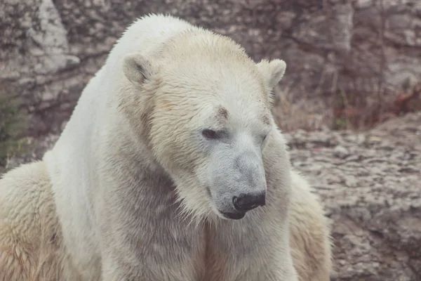 北极熊, 看起来有点悲伤的保护是必不可少的 — 图库照片