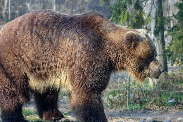 Urso Grizzly andando Ursus arctos no Canadá — Fotografia de Stock