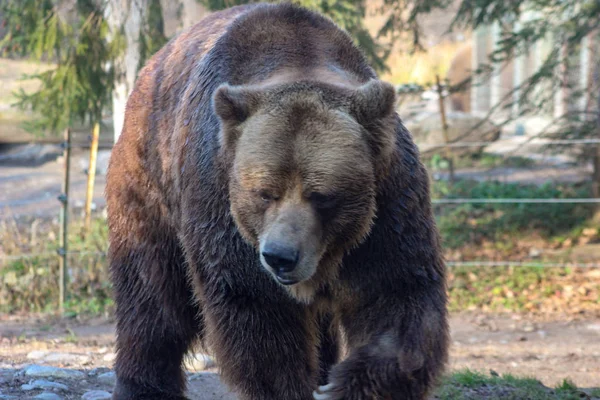 Kuzey Amerika boz ayısı Ursus arctos Kanada'da yürüyüş