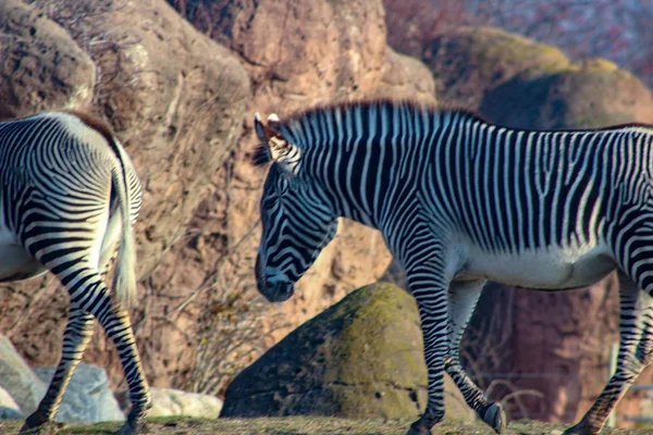 Пара зебр с задней к камере и хвосты размахивая влево в — стоковое фото