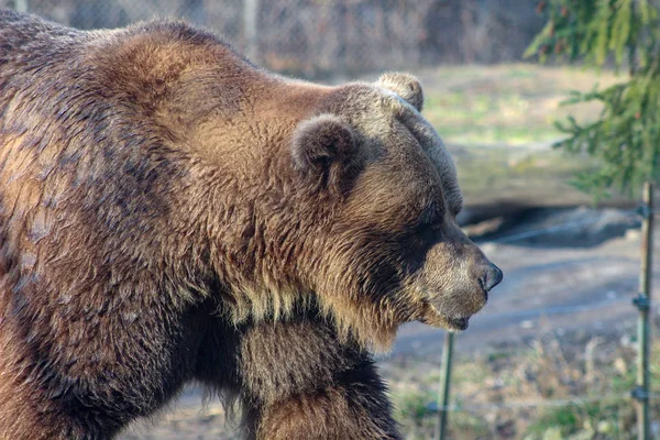 棕色灰熊在草地上散步, 寻找食物 — 图库照片
