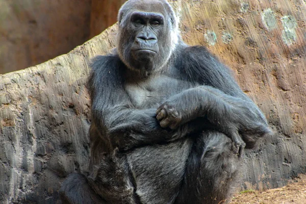 Nyugalom és a béke, a nyugati síkvidéki gorilla arca — Stock Fotó