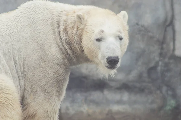 Polar bear that looks a bit sad conservation is essential for th Stock Picture