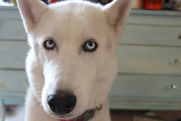 Zamknąć na niebieskie oczy psa, siberian husky — Zdjęcie stockowe