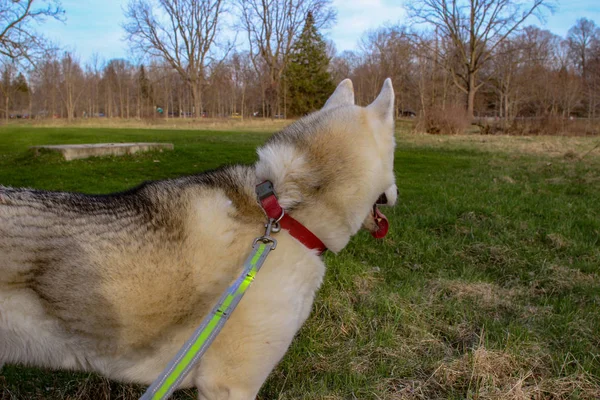 Atado joven perro Husky de pie en el prado verde —  Fotos de Stock