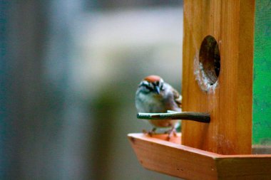 House sparrow süet Pelet tasarı üzerinde kuş besleyici ile. Passer yapmak
