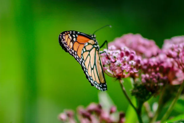 Pembe milkw bir turuncu ve siyah monarch kelebeği closeup — Stok fotoğraf