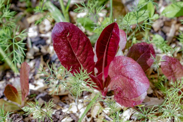 Piros romaine növekvő mellett növekvő envi harmonikus kapros gyomnövény — Stock Fotó