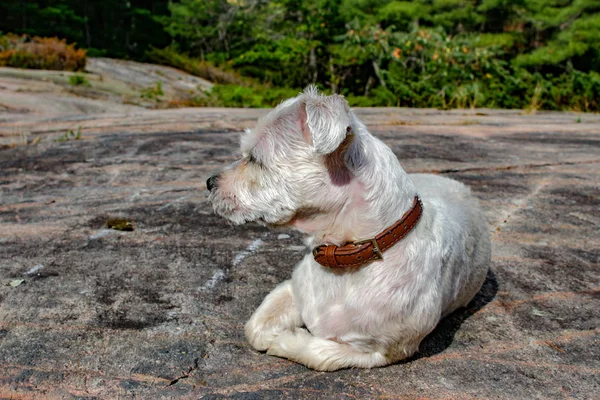 Pequeño yorkie shih-tzu conocido como un perro shorkie jadeando en la hierba wi —  Fotos de Stock