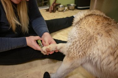 Sibirya husky çivi yapıyor kadınlar. Bir köpek pençeleri kavramı kırpma,