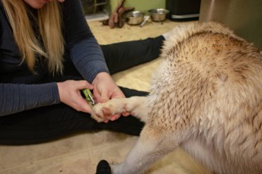 women doing siberian husky nails. Clipping a dogs claws concept, clipart