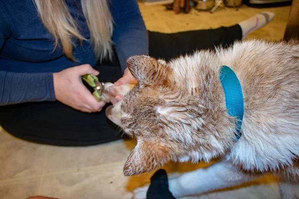 Mujeres haciendo uñas husky siberianas. Recortar un concepto de garras de perros , —  Fotos de Stock