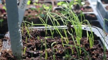 Tencerede taze filizler