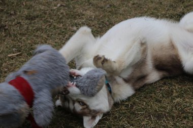 bir defterde yazılı bir kızın yakın çekim