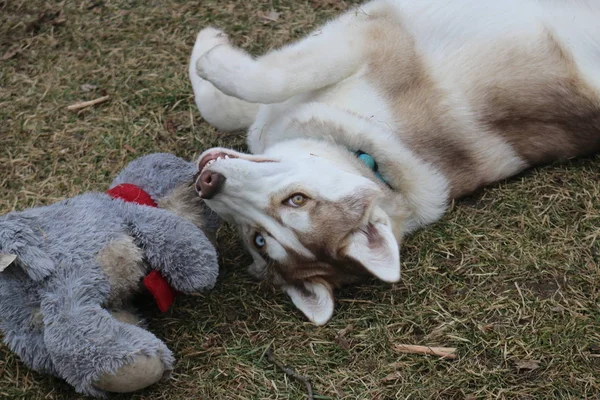 Valp leka med Toy, Siberian Husky valp — Stockfoto