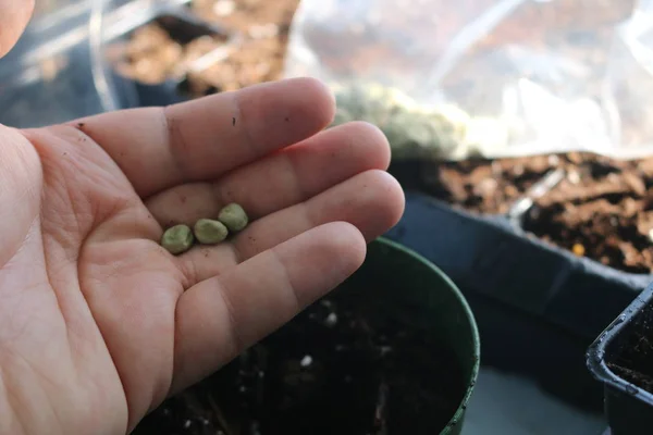 Ervilhas verdes plantio com foco seletivo horta — Fotografia de Stock