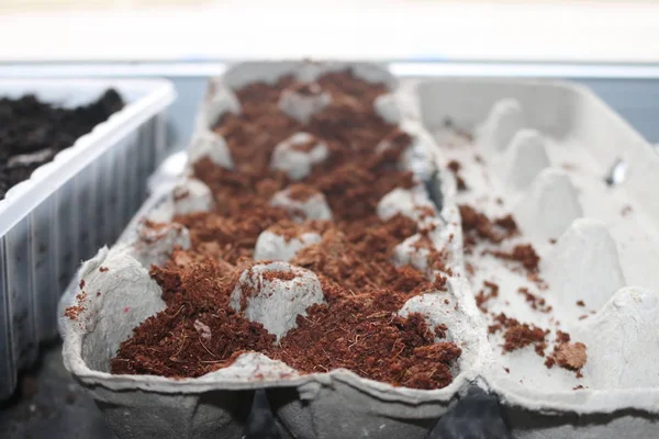 Plantação de sementes em caixas de ovos usadas começando na porta germinando . — Fotografia de Stock