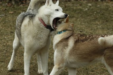 siberian dış yapraklar kardeşler birlikte diş gösterme ve sert oynamaya oynamaya