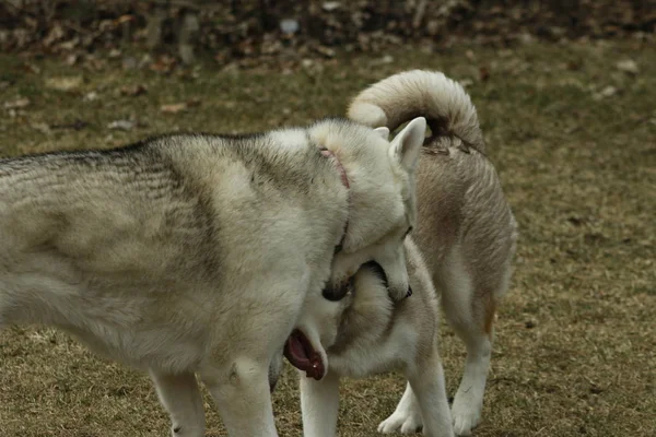 Siberian husky brothers playing together showing teeth and playing rough — Stock Photo, Image