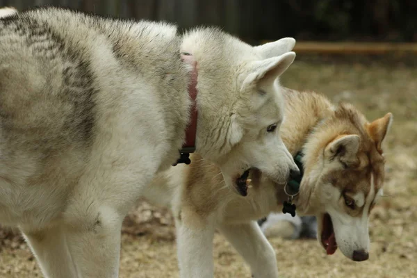 Σιβηρία σκύλος χάσκεϋ αδέλφια παίζουν μαζί δείχνοντας τα δόντια και παίζει τραχύ — Φωτογραφία Αρχείου