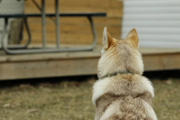 Chiot de race canine husky sibérien sur herbe verte — Photo