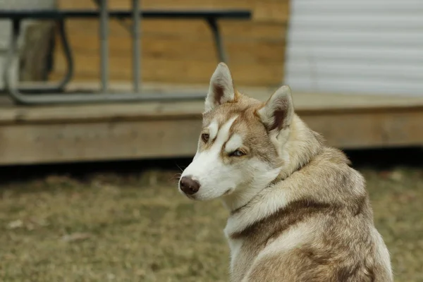 Cachorro de raza de perro husky siberiano sobre hierba verde —  Fotos de Stock