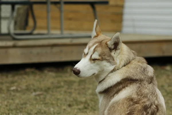 Kölyök kutya tenyészt szibériai husky, a zöld fű — Stock Fotó