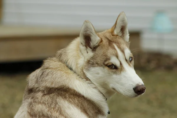 Filhote de cachorro da raça de cão husky siberiano na grama verde — Fotografia de Stock