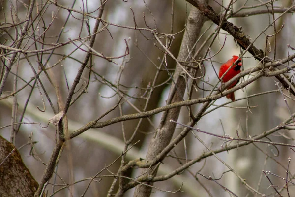 Barbat Cardinal de Nord în timpul iernii zbor, într-un copac care este gol . — Fotografie, imagine de stoc