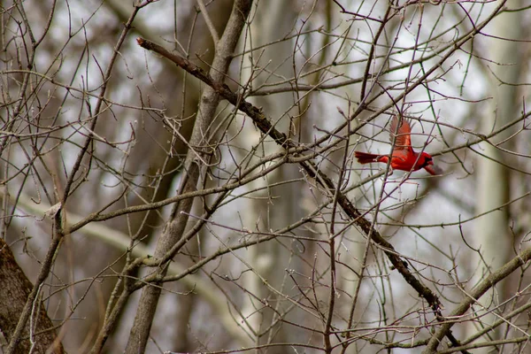 Male Northern Cardinal in flight winter , in a tree that is bare. — Stock Photo, Image