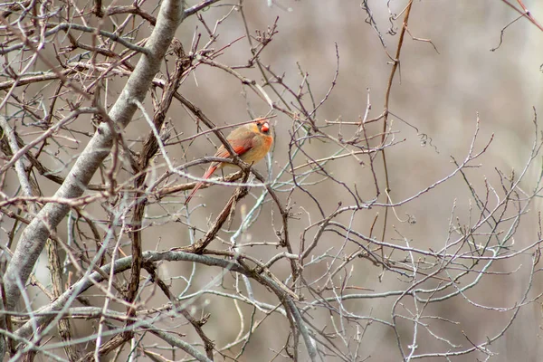 Frumos cardinal feminin în timpul iernii pe copac gol — Fotografie, imagine de stoc