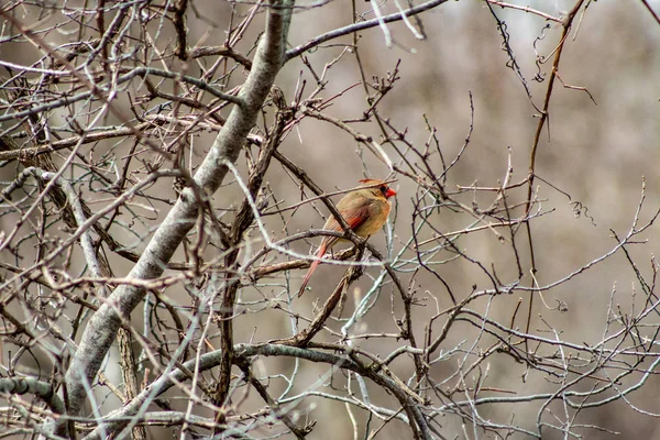 Vackra kvinnliga kardinal vintertid på kala träd — Stockfoto